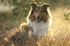 Collie-Mongrel portrait
