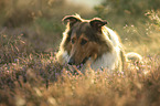 Collie-Mongrel portrait