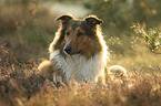 Collie-Mongrel portrait