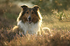 Collie-Mongrel portrait