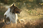 Collie-Mongrel portrait
