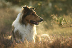 Collie-Mongrel portrait