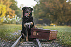 sitting Rottweiler-Mongrel