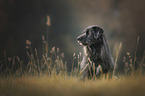 sitting Akita-Inu-Labrador-Retriever