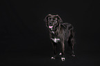 Border-Collie-Mongrel