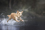 jumping Australian-Shepherd-Labrador-Retriever