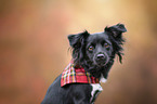 Markiesje-Mongrel Portrait