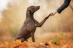 Labrador-Retriever-Mongel gives paw
