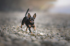 running Prague-Ratter-Chihuahua