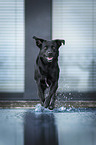 running Labrador-Retriever-Mongel