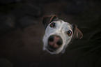 Mongrel
