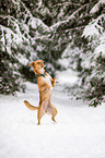 mongrel in the snow