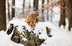 mongrel in the snow