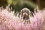 Miniature-Australian-Shepherd-Mongrel Puppy