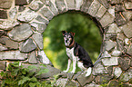 sitting Terrier-Mongrel