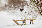Pug-Jack-Russell-Terrier