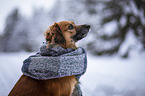 Nova-Scotia-Duck-Tolling-Retriever-Mongrel Portrait