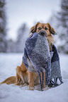 Nova-Scotia-Duck-Tolling-Retriever-Mongrel