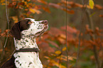 Dalmatian-Mongrel Portrait