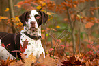 lying Dalmatian-Mongrel