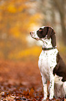 sitting Dalmatian-Mongrel