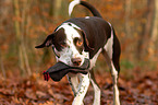 sitting Dalmatian-Mongrel