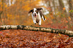 jumping Dalmatian-Mongrel