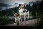 2 dogs