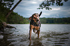 playing hound-mongrel
