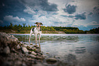 bathing bracke-mongrel