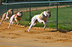 running sighthounds