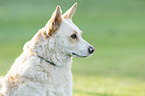 mongrel dog