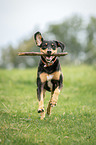 running Appenzell-Mountain-Dog-Mongrel