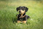 lying Appenzell-Mountain-Dog-Mongrel
