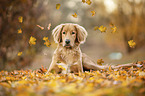 lying Nova-Scotia-Duck-Tolling-Retriever-Cross