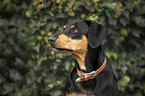 Appenzell-Mountain-Dog-Mongrel Portrait
