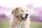 livestock-guardian-dog-mongrel portrait