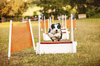 dog at flyball