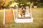 dog at flyball