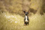 sitting Terrier-Mongrel