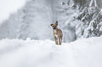 Jackbull in the snow