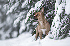 Jackbull in the snow