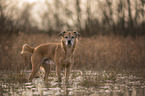 bathing mongrel