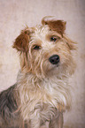 Terrier-Mongrel Portrait