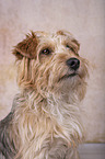 Terrier-Mongrel Portrait