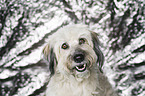 Berger-Picard-Poodle Portrait