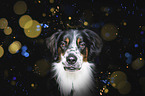 Border-Collie-mongrel