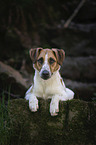 lying mongrel