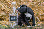German-Boxer-Mongrel Puppy