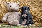 German-Boxer-Mongrel Puppy